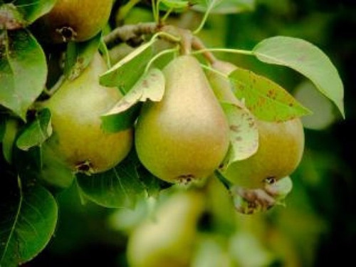 Crema De Pera Para Piel Reseca Sheló Nabel Seca