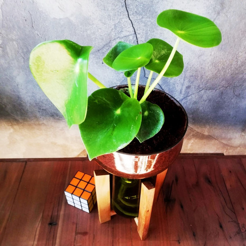 Peperomia Cuchara Little Plant 27 Con Soporte