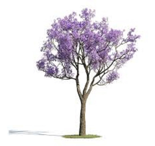 60 Sementes P Mudas Jacarandá Azul Mimoso Jardim Fazenda