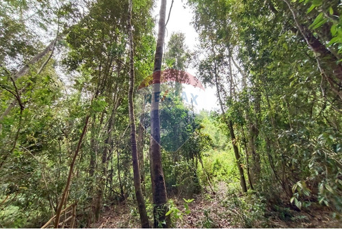 Gran Terreno 5.5 Ha Cercano Al Pueblo De Mafil