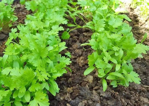 200 Semillas De Cilantro Criollo Más Aromático