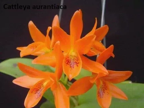 Orquidea Cattleya Aurantiaca ( Adulta )
