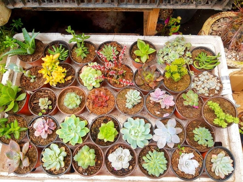 Imagen 2 de 7 de 10 Suculentas Exoticas Más Costo De Envío