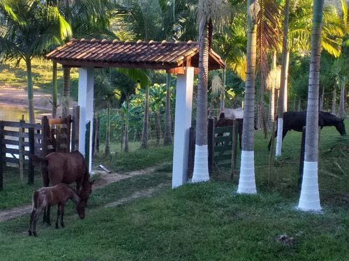 Imagem 6 de 15 de Sítio De 11 Alqueires-bairro Povo Grande- Iporanga-sp