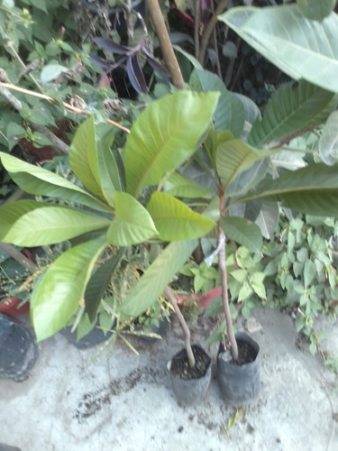 Arbol De Mamey Injerto, Pregunte Costo De Envio