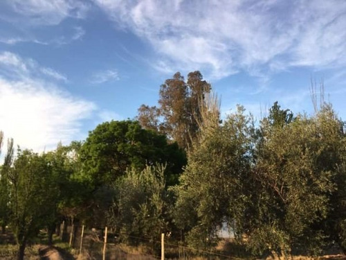 Vendo Finca Con Bosque De Eucaliptus