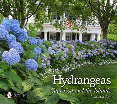 Hydrangeas - Joan Harrison