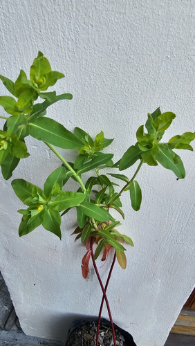 Plantas Raras De Euphorbia Oblongata, Ahuyenta Roedores!!!