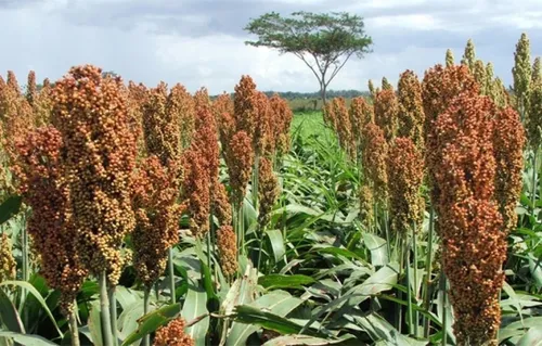 comprar 10 Kilo Semillas Sorghum - Sorgo Bicolor Sin Tratamiento