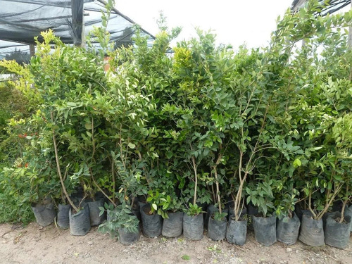 Olea Texana, Ligustrum Texanum, Cerco Vivo 10lts