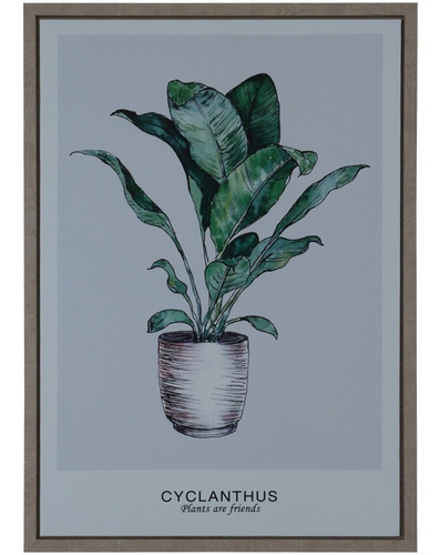 Cuadro Decorativo Cyclanthus Friend 70 X 50