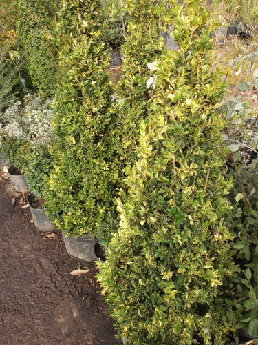 Buxus Topiario, Arbolito Topiario, Buxus Cono 20lts