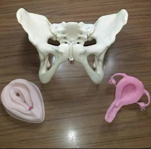 Pelvis Articulada, Craneo Fetal, Útero Y Vagina Con Clitoris