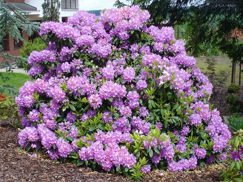 Rhododendro Catawbiense Grandiflora 5 Lts