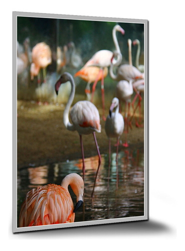 Poster Ave Pássaro Flamingos  Pôsteres Placa A0 120x84cm