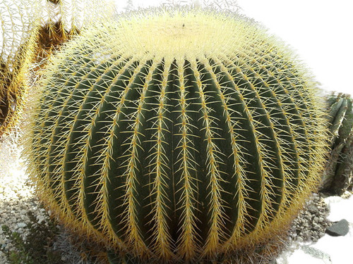 Cacto Cadeira De Sogra Bola Cactus Barril Flor Sementes