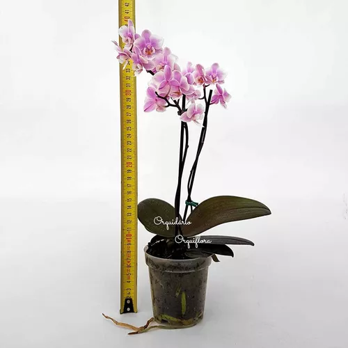 Orquídea Phalaenopsis Mini Flor Branca E Lilás Planta Adulta