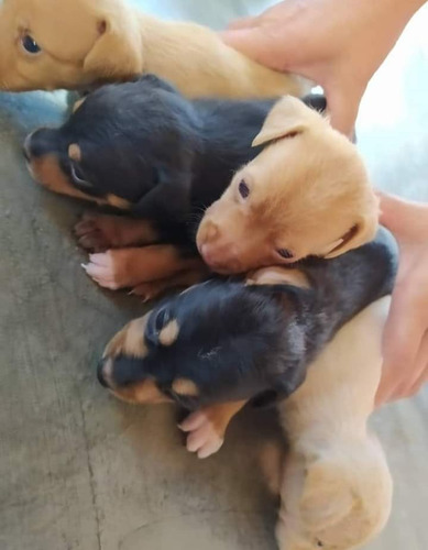 Cachorros Pincher Doberman   Mini 100% 