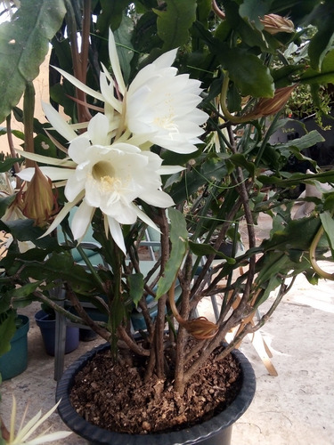 Imagen 10 de 10 de Esqueje Sin Raíz 30cm- Epiphyllum Oxypetallum Reyna De Noche
