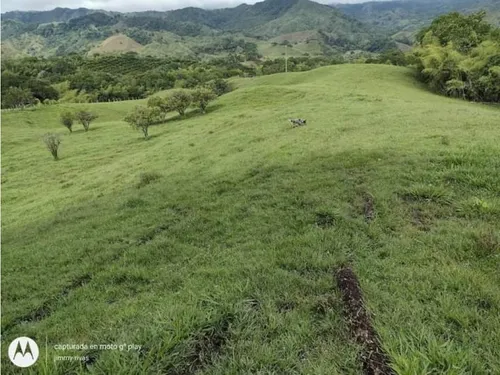 Venta Finca Sector Pueblo Tapao - Cultivada En Pasto - 185 Cuadras