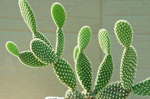 20 Semillas De Captus Oreja De Conejo