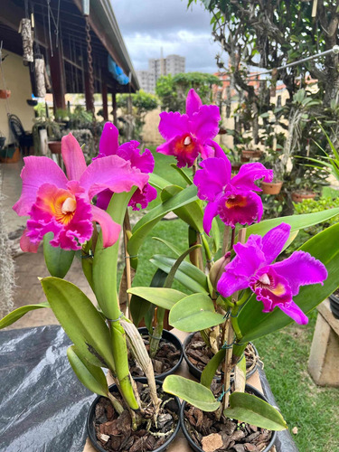 Orquídea Adulta Cattleya Com Flor Para Presente Poucas Mudas | MercadoLivre
