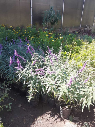 Imagen 3 de 3 de Salvia Leucantha ;salvia Violeta 3lts