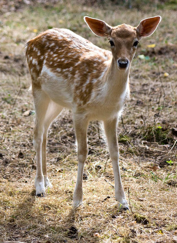 Vinilo Decorativo 40x60cm Venado Cervatillo Ciervo Deer M1