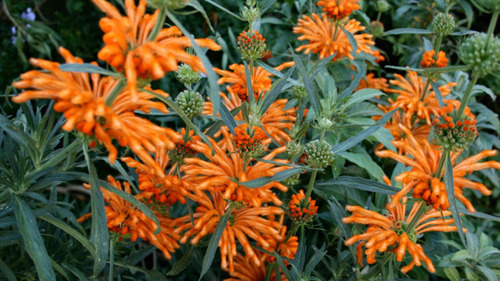 Semillas De Leonotis Leonorus_cola De Leon_w.dagga