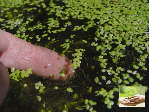 Kit 3 Vallisneria Gigantea 50 Lemna Minor Bateria E Lâmpada