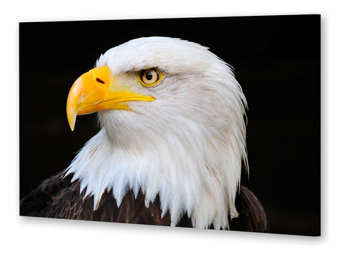 Cuadro Canvas Aves Aguila Mirada Penetrante Magestuoso