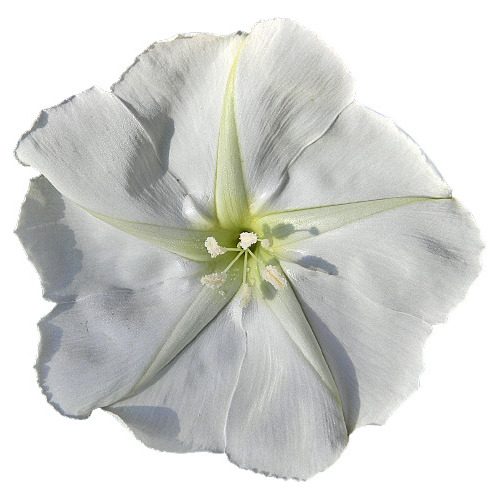 10 Sementes De Dama Da Noite - Ipomoea Alba Flor Trepadeira