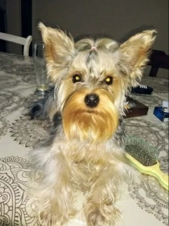 Yorkshire Terrier Encantador Minis