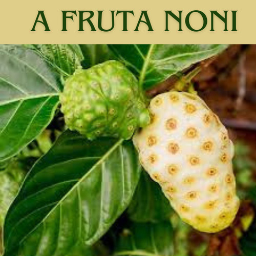 Suco De Noni Fruta Noni Beneficios Para Diabéticos Já