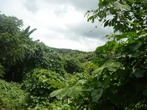 Imagen 10 de 30 de ( Terreno O Finca Agro Ecologica En Venta Chivacoa Sector Charay. Sorte 23-31244 As-1