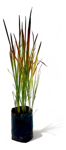 Imperata Cylindrica Red Baron / Gramínea Ornamental