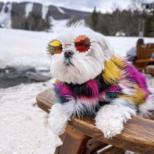 Gafas De Sol Para Gatos, Fotos, Accesorios, Gafas Para Masco