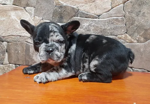 comprar Bulldog Francés Ultimos