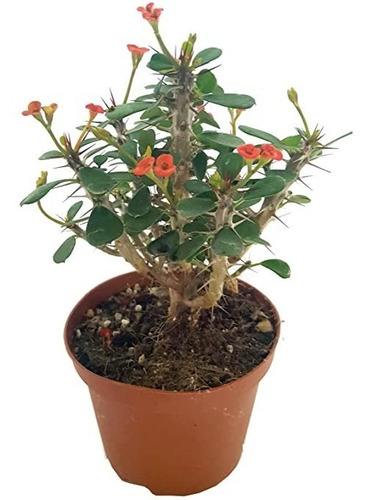 Kit 2 Mudas Mini-coroa-de-cristo- Euphorbia Milli 