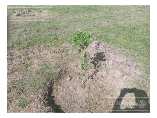 Imagen 7 de 26 de Chacra En Venta En San Nicolas De Los Arroyos - Plantación De Nuez Pecan En Producción