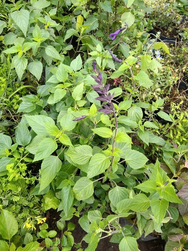 Salvia Guaranitica - Salvia Azul  Greggi Involucrata Y Otras