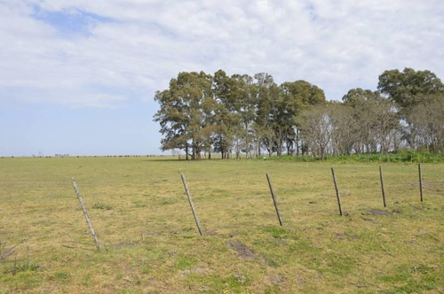 Imagen 8 de 12 de Se Vende - Excelente Campo 84 Has. Mixtas - General Belgrano