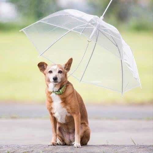 Paraguas Transparente Para Mascota Pet Perro Gato Lluvia Fun