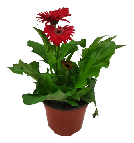 Gerbera (6 Piezas) | Meses sin intereses