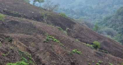 Imagen 3 de 5 de Vendo Terreno Para Cultivos