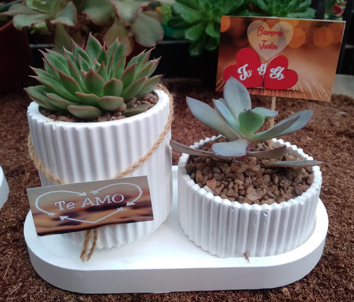 Suculentas Cactus Centros Regalos
