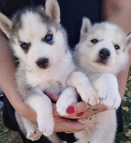 Siberianos Puros Vacunados