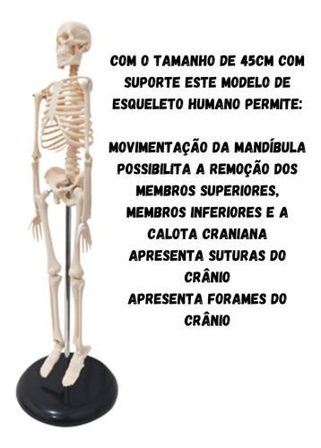 Esqueleto Humano - Modelo Anatômico Com 45 Cm.
