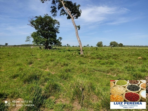 Fazenda À Venda Em Duere - To - De 60 Alqueirões (pecuária) - 1584
