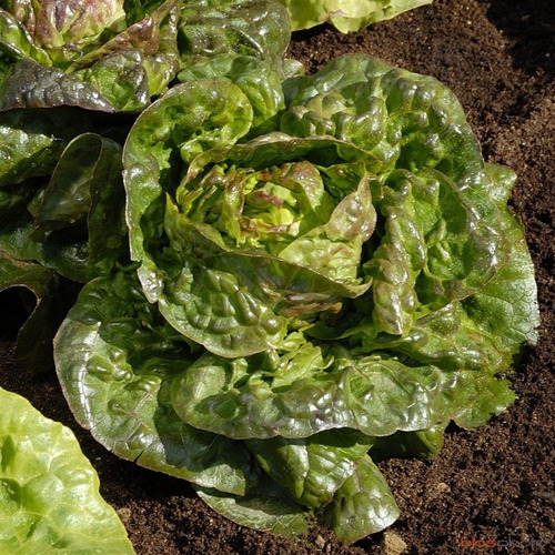 100 Semillas De Lechuga Rougette De Montpellier